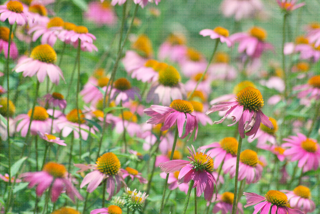 eastern purple coneflower 